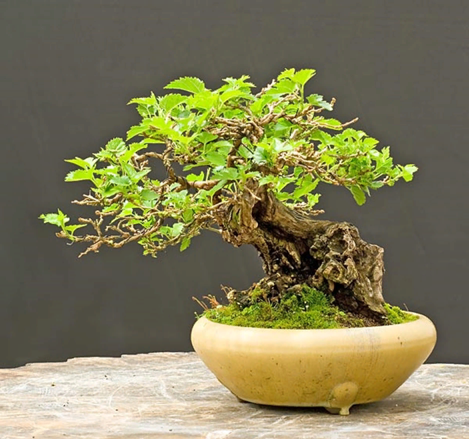 Шелковица. Автор Уолтер Пэлл (Walter Pall, Австрия). 
Источник: http://walter-pall-bonsai.blogspot.com/2008/05/mulberry-and-horse-chestnut.html?m=1