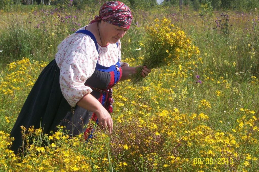 Сбор трав картинки