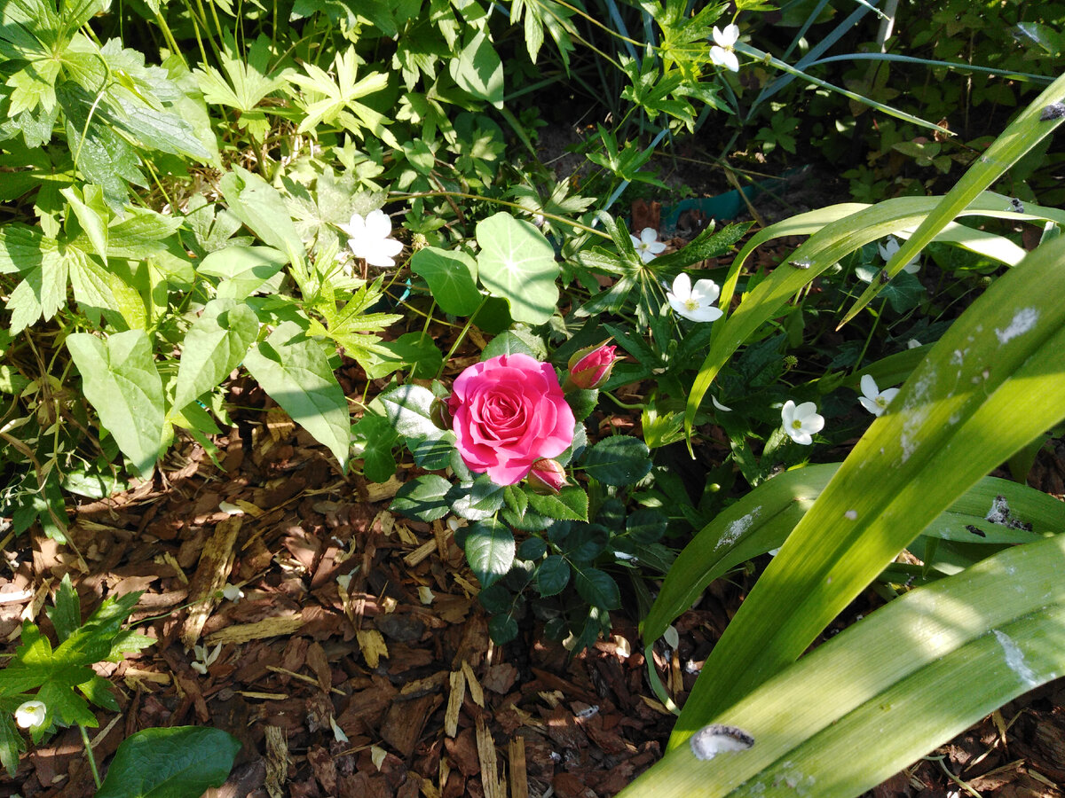 Постепенно расцвела >>>