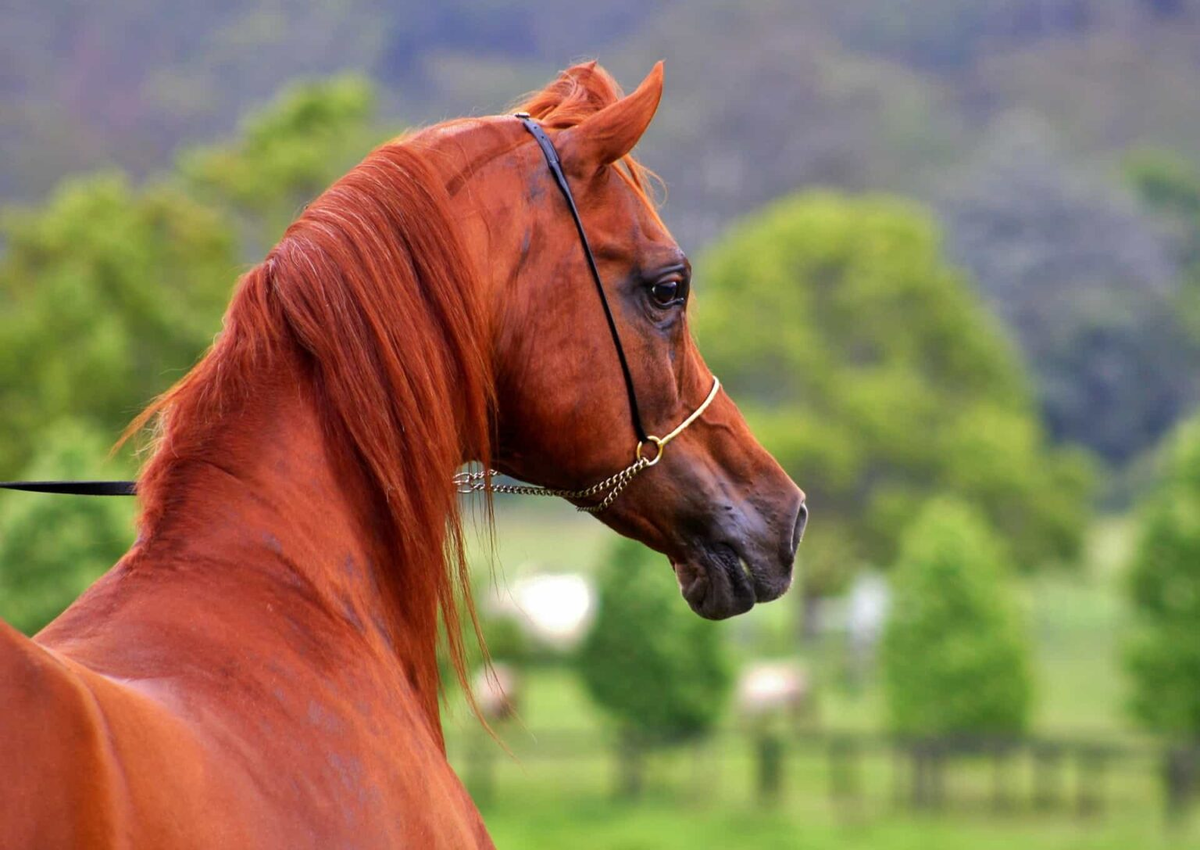 Арабская лошадь арабский скакун рыжий. Арабская чистокровная лошадь рыжая. Арабский скакун рыжей масти. Чистокровный арабский скакун рыжий. Рыже черная лошадь