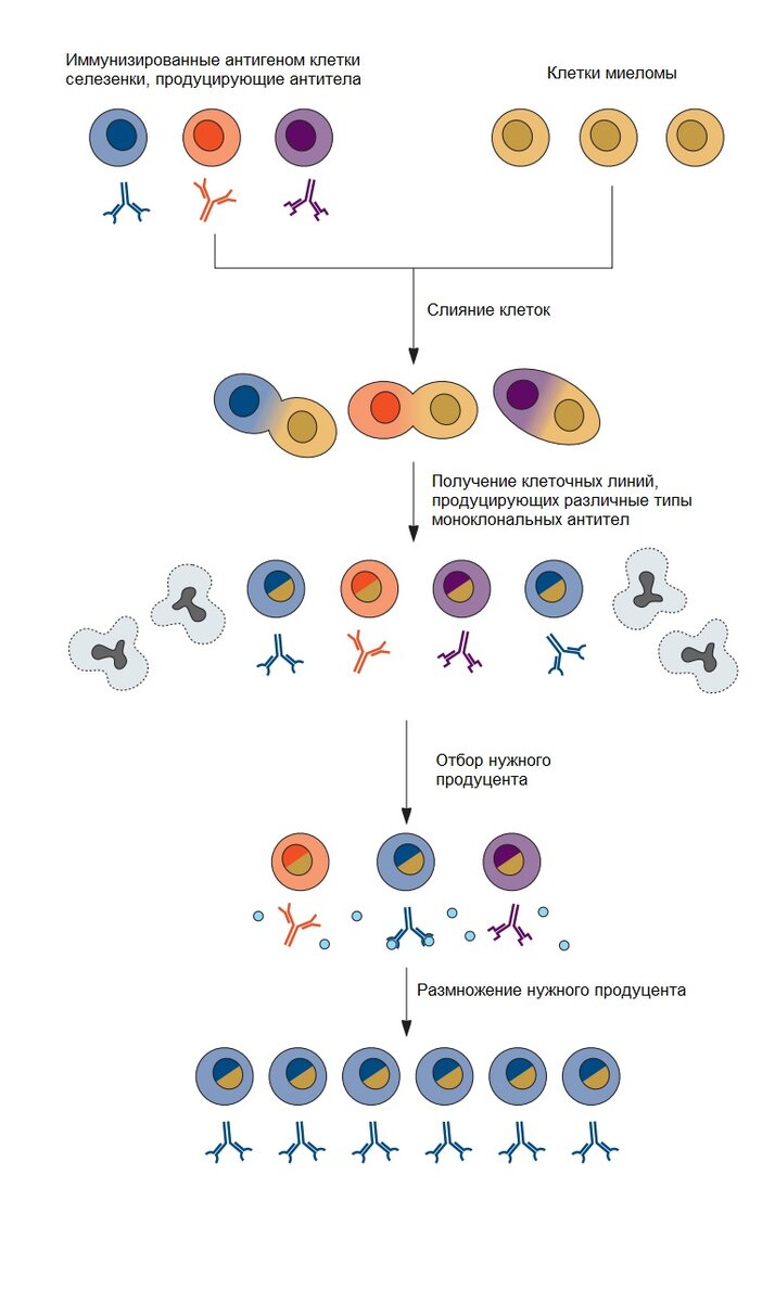 Рисунок. Производство моноклональных антител. Мышей подвергают воздействию антигена А (иммунизируют), затем выделяют клетки селезенки, которые сливают с клетками миеломы для получения гибрида (гибридомы). Клетки гибридомы выращивают в специализированных средах для получения больших количества антител. Поскольку все клетки вырабатывают одни и те же антитела, эти антитела называют моноклональными. Источник: doi:10.1128/9781555818890.ch2.f2.29