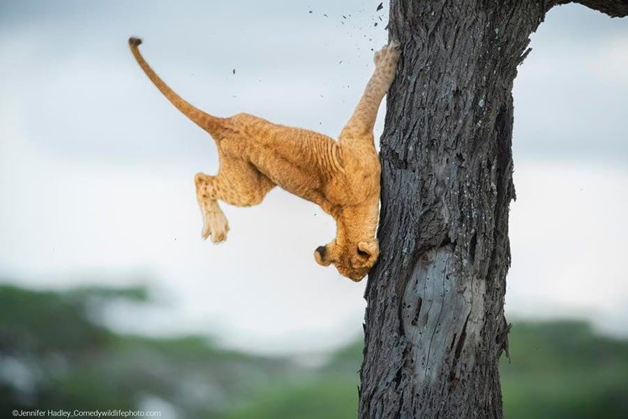    Фото: Comedy Wildlife Photography Awards