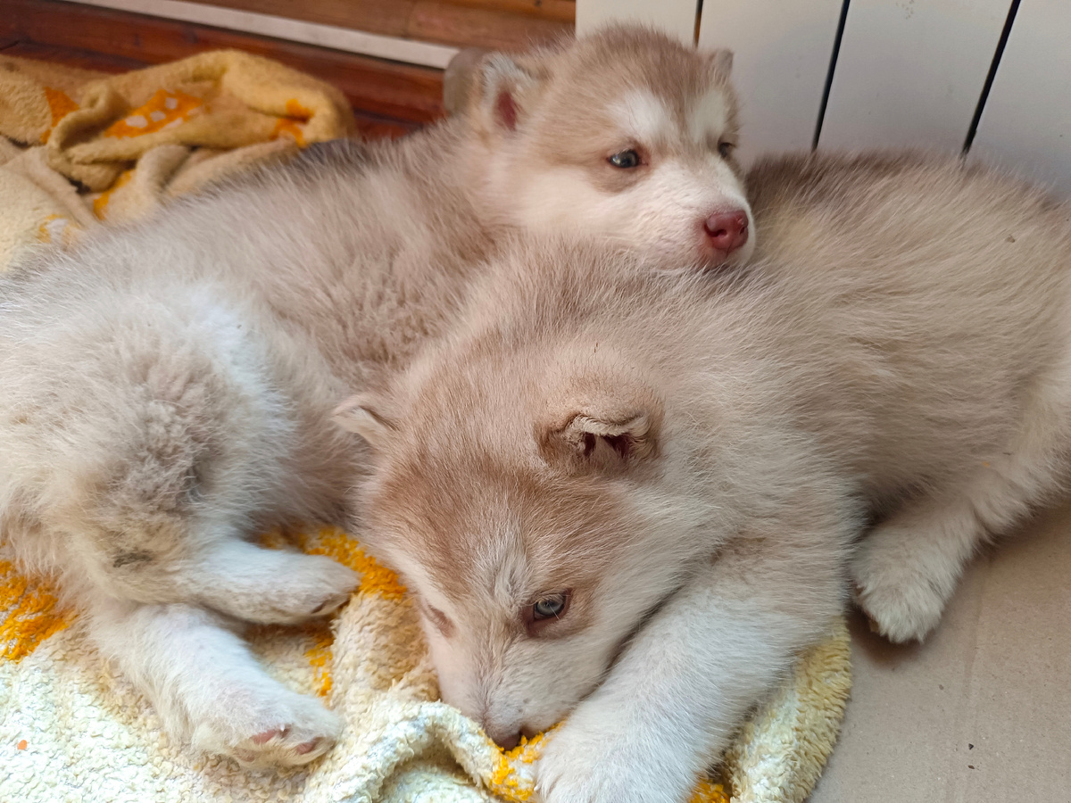 Вот так мы обычно спим