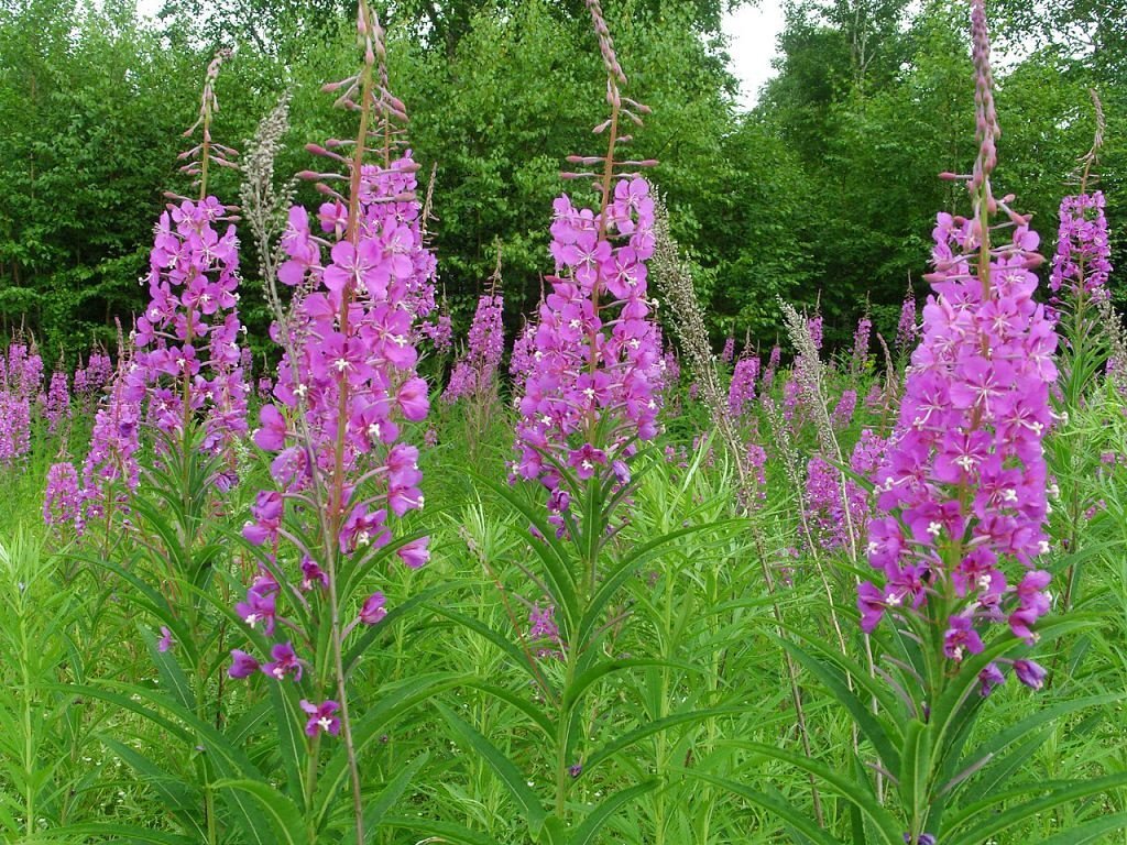 Если считаете, что это и есть Касатик, листайте фотографию в сторону, проверьте свой ответ.