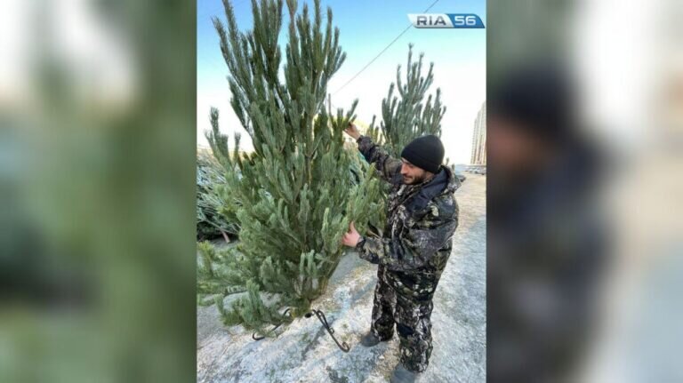    В Роспотребнадзоре посоветовали покупать натуральную елку в двадцатых числах декабря Андрей Севостьянов