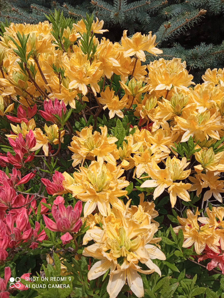 Фото растений которые очень хочу иметь на участке. Это рододендроны цветут и растут у нас великолепно. Весной это просто фейерверк цветов.Цветы крупные, яркие, некоторые сорта с ароматом.