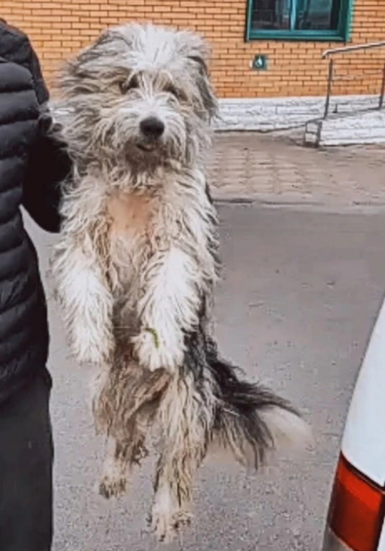 А начиналось всё вот так. Отлов