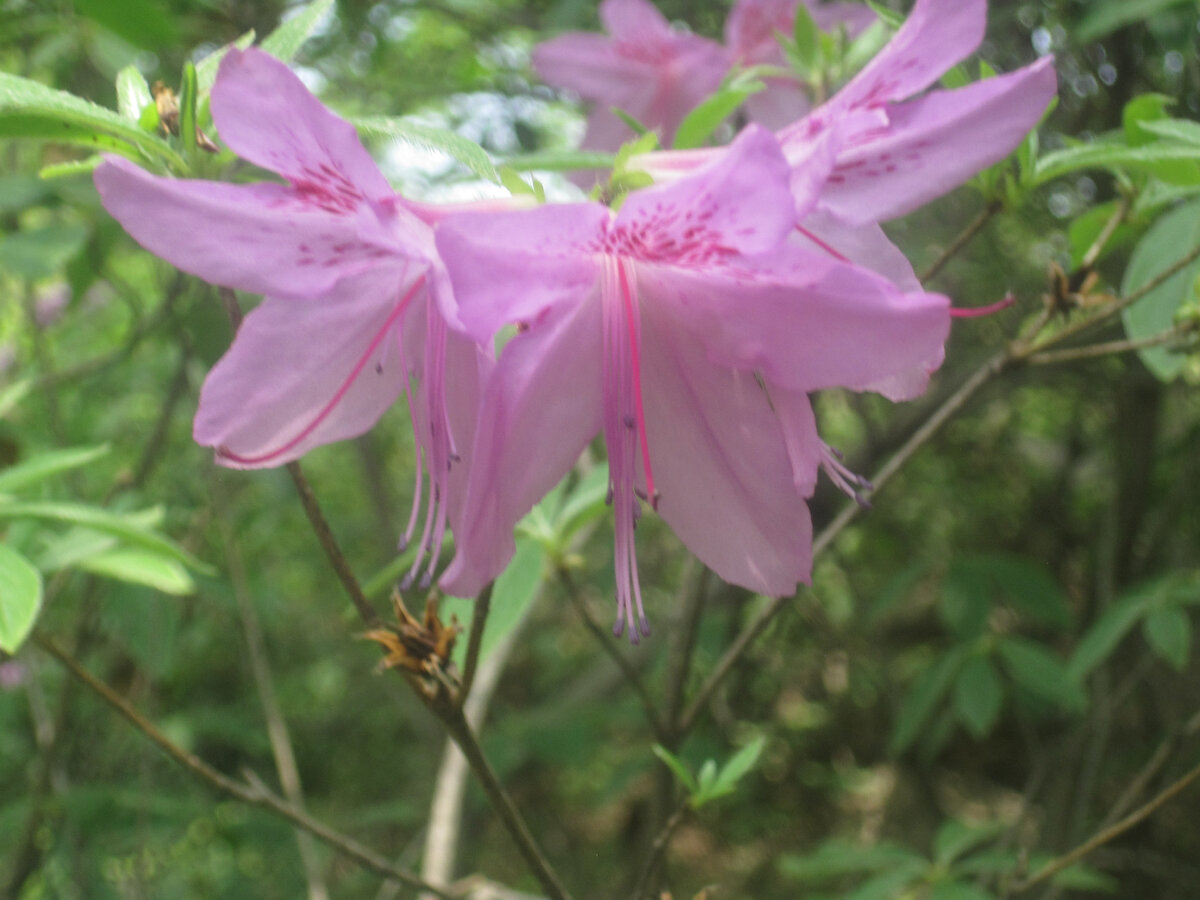 Авторское фото сакуры, которая цвела во время истории