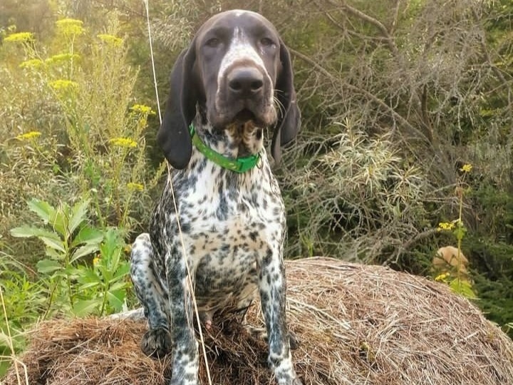 Мифы о курцхаарах