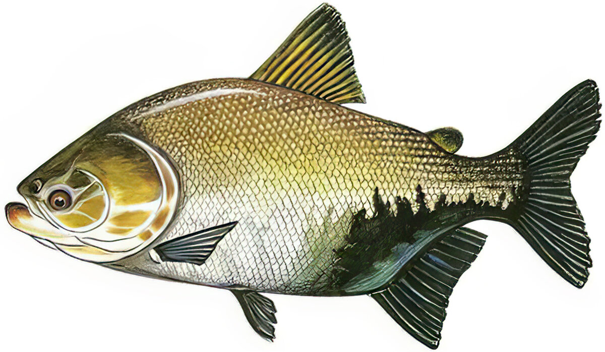 Colossoma macropomum