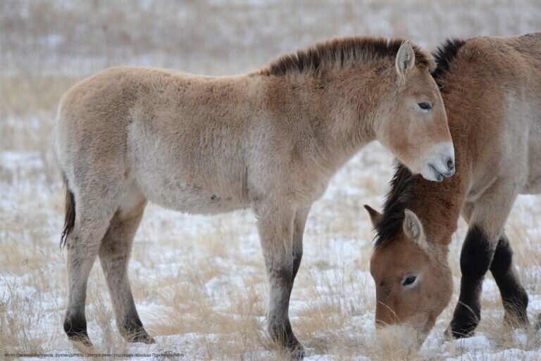    Накас и Мэрилин: жеребята-пржевалики заповедника Оренбургский получили имена со смыслом Андрей Севостьянов