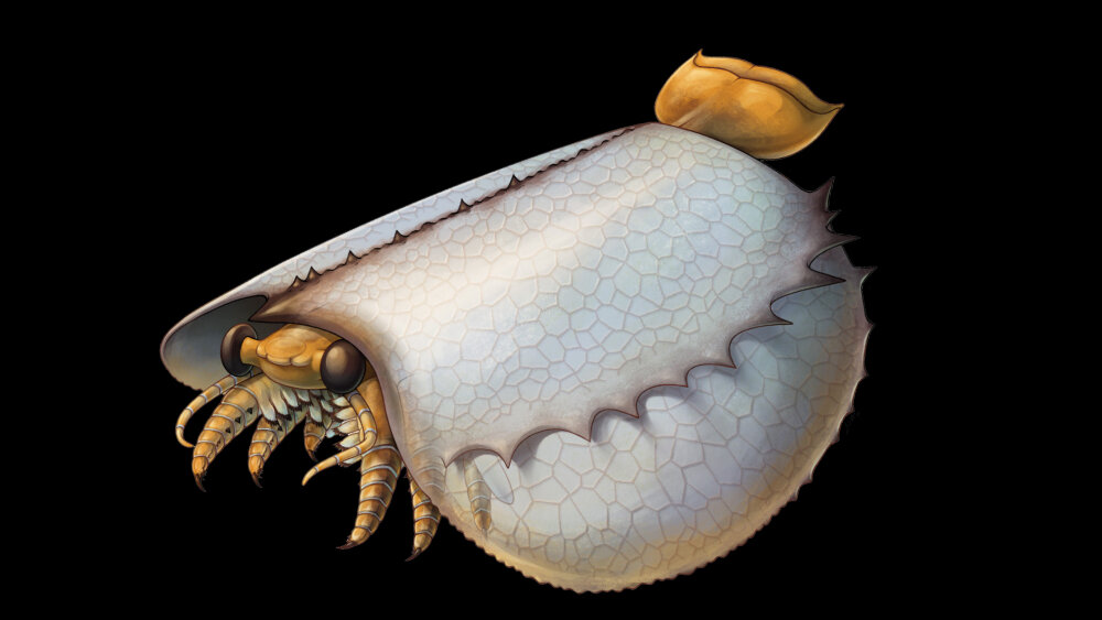   Фото: Wikipedia.org