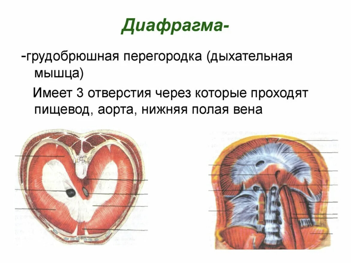 Грудная полость отделена от брюшной диафрагмой