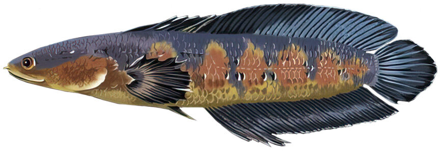 Channa marulioides