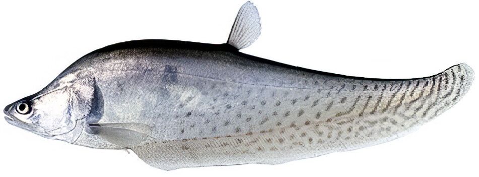 Сhitala blanci