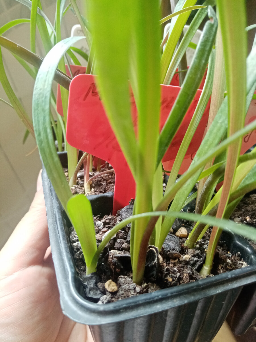 По третьему листу выпускают.