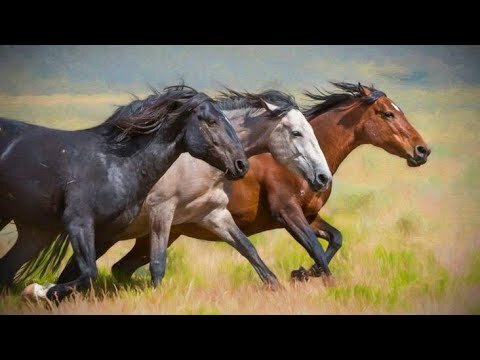 Олы юлдан атлар килә...