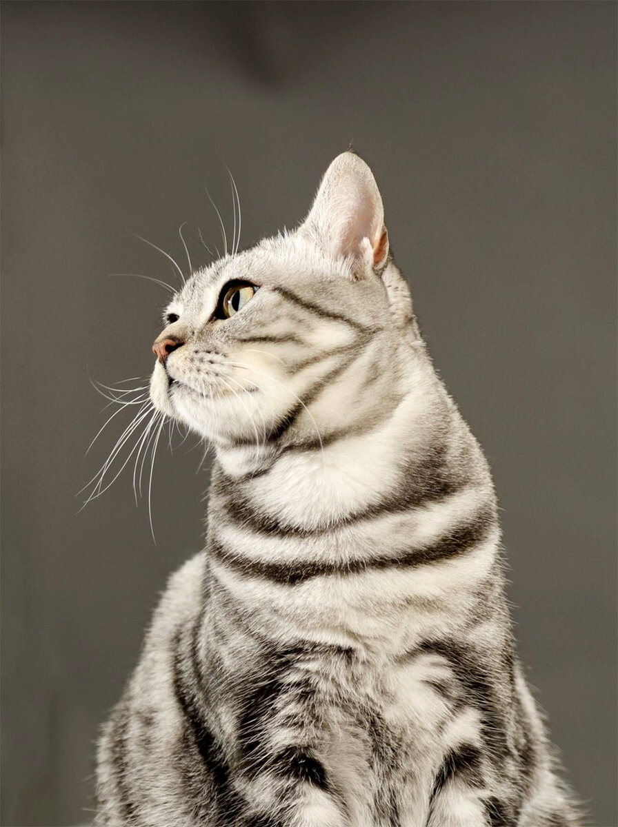 Британская морда 