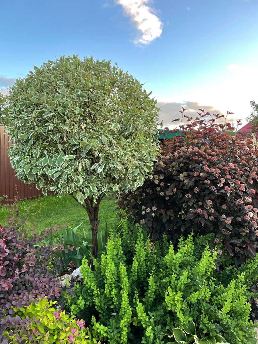 В моем саду…