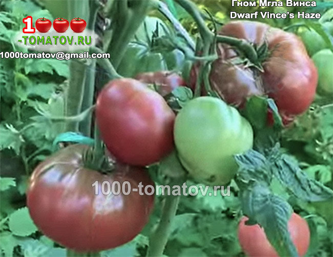 Томат Гном Мгла Винса Dwarf Vince’s Haze  фото 2