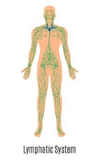 Лимфатическая система человека
