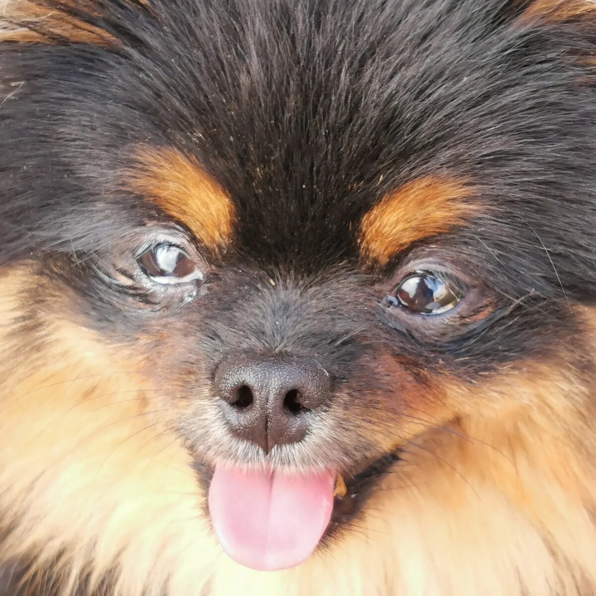 Пушистая и милая, да-да