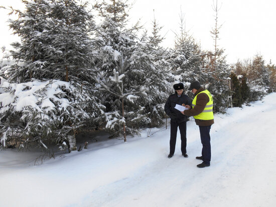     В Хабаровском крае стартовала операция «Елочка» ФОТО: правительство Хабаровского края
