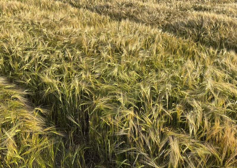 Как Европа и Россия идут на взаимные уступки ради сохранения зерновой сделки