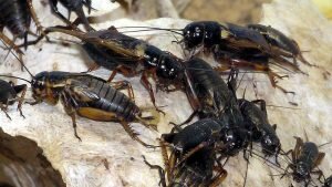    фото: cloudys.ru Лаура Акопян