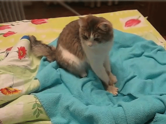 кошка топчется передними лапами на одеяле