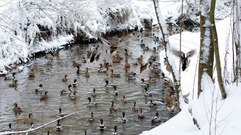   Зима, утки, река Сходня — прошлой зимой там насчитали 158 крякв (84 утки и 74 селезня) Фото: zelao.ru 