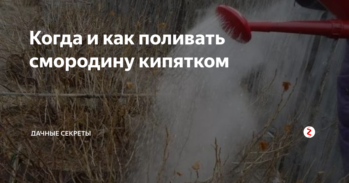 Полив смородины горячей водой весной. Смородину кипятком. Поливать кипятком смородину. Ошпаривание смородины кипятком. Обливаем смородину кипятком весной.