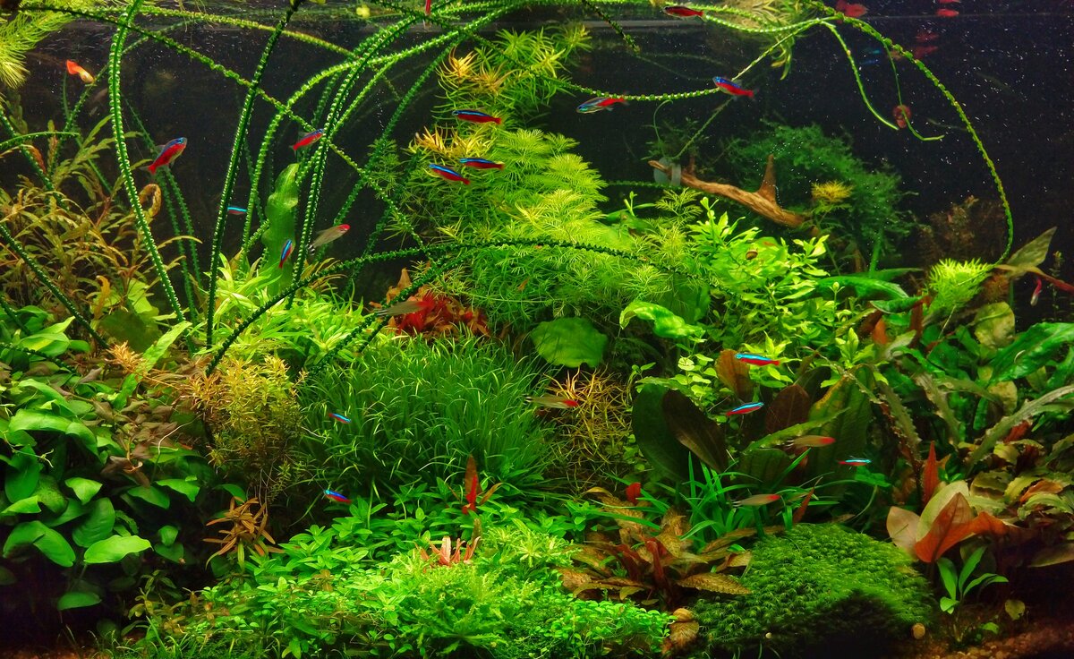 Мой травник Juwel Vision 260