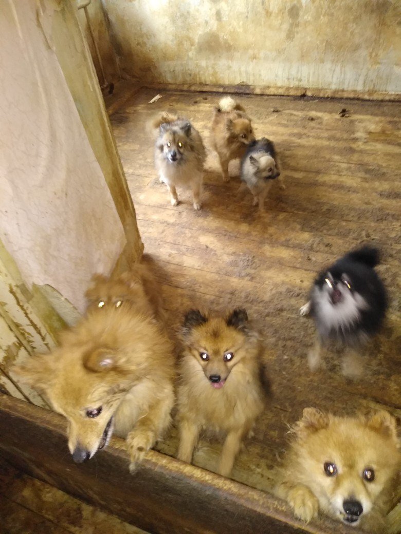 приют шпицев. шпиц собака померанский приют. приют шпицев. приют померанских шпицев. собаки породы шпиц из приюта.