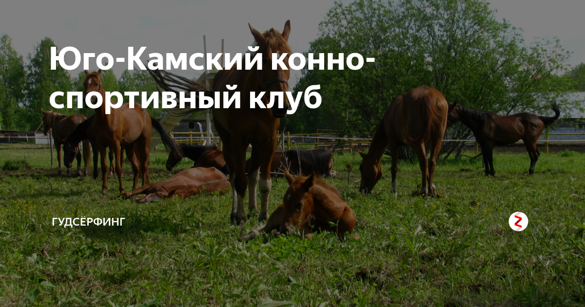 Конный клуб юго камский. Юго-Камский конно-спортивный клуб. Лошади в Юго Камске. КСК Юго-Запад. Юго-Камский питомник садовых растений Пермь.