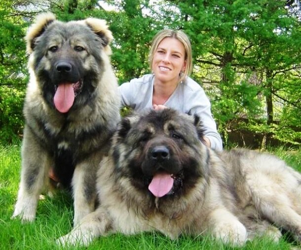Вы не поверите размерам самых больших пород собак в мире! Хотя нет четко определенной высоты или веса, при которых собачья порода официально классифицировалась бы как крупнейшая...-2