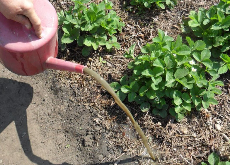 Подкормка куриным помётом