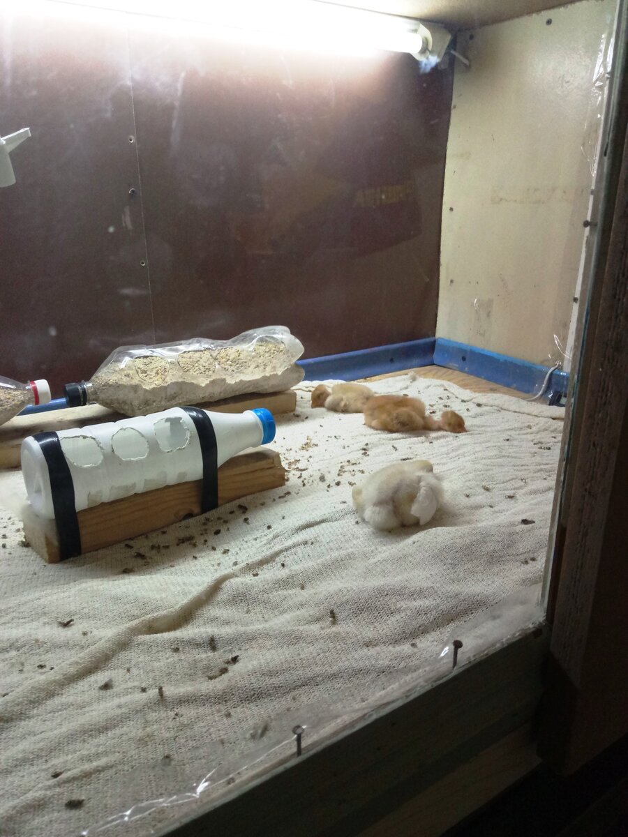 Теплый пол покрыли старым линолеумом. Кормушки сделали из бутылок на первое время.