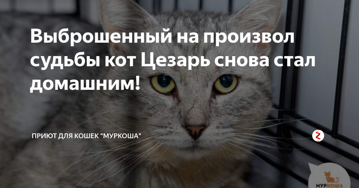 К чему снится выкинуть кошку. Кот судьбы. Брошенный котенок на произвол судьбы. Оставил кошку на произвол судьбы.