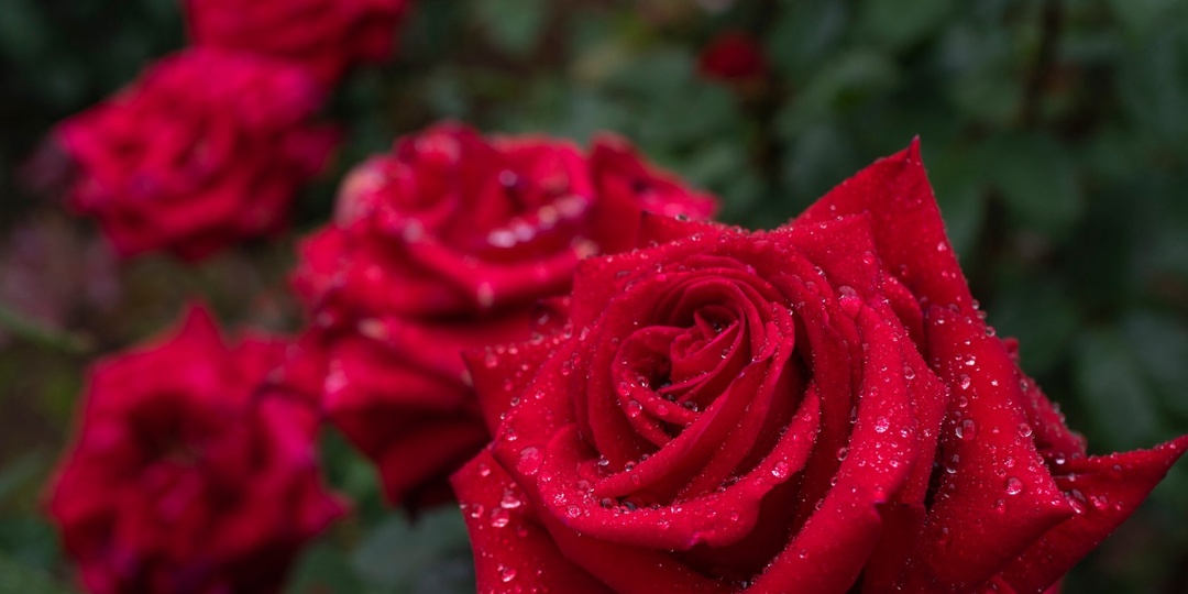 Свекровь: Я буду жить здесь и меня не интересуют ваши проблемы!