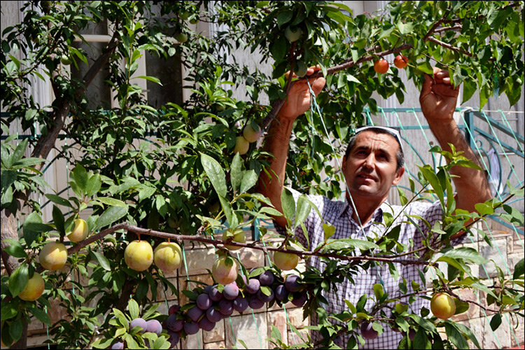 Красивые фрукты таджикистана. Ягоды в узбекистане. Что растет в узбекистане. Тропик мева. Сады абрикосов узбекистан.
