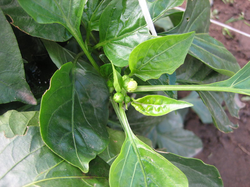 Завязь перца каролинский. Завязь перца. У помидоров опадают завязи. Завязь болгарского перца. Перец бутоны.