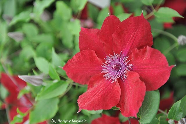 Clematis Nubia ™ Plants, Clematis, Clematis plants
