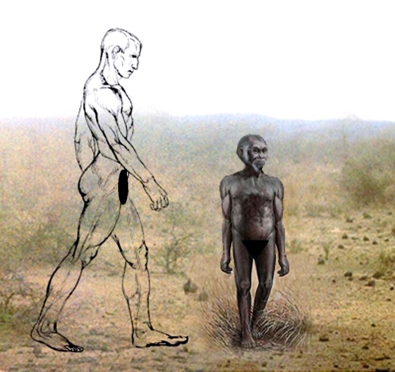 Соотношение обычного человека и H. floresiensis. Источник фото:https://www.pinterest.co.uk