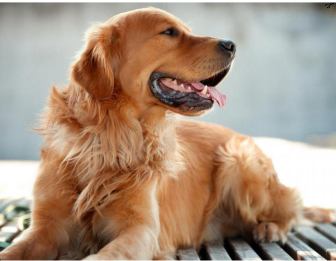 Золотистый ретривер