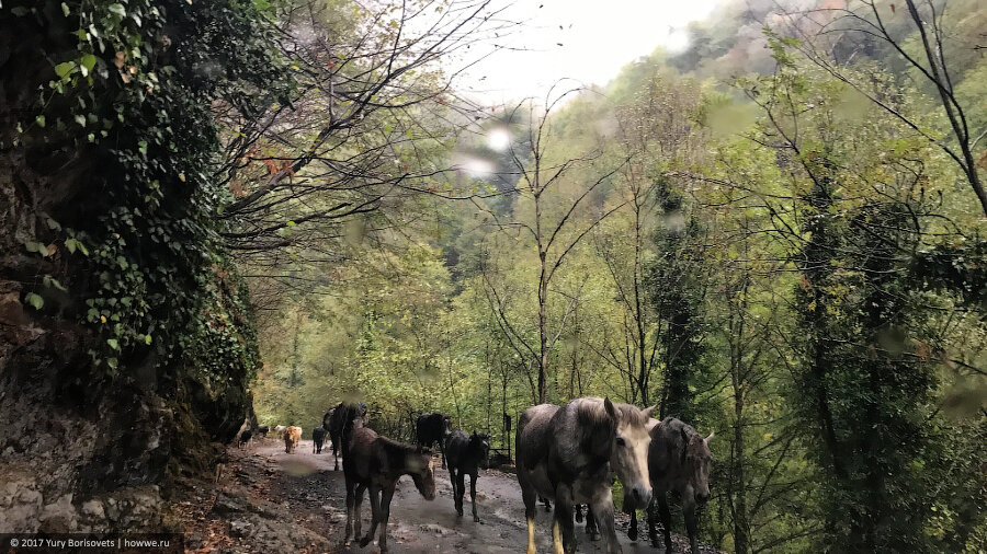 Первый небольшой табун навстречу нам на перевале Абано.