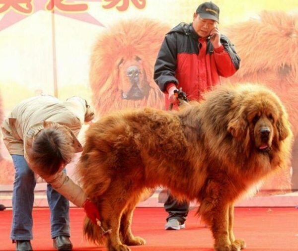 Уход за хонг донг собакой