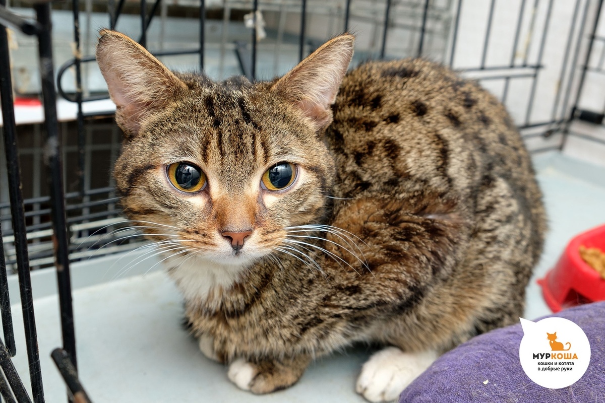 Индус. Возраст – 3 года, кастрирован, привит, есть чип и ветпаспорт, приучен к лотку и когтеточке.