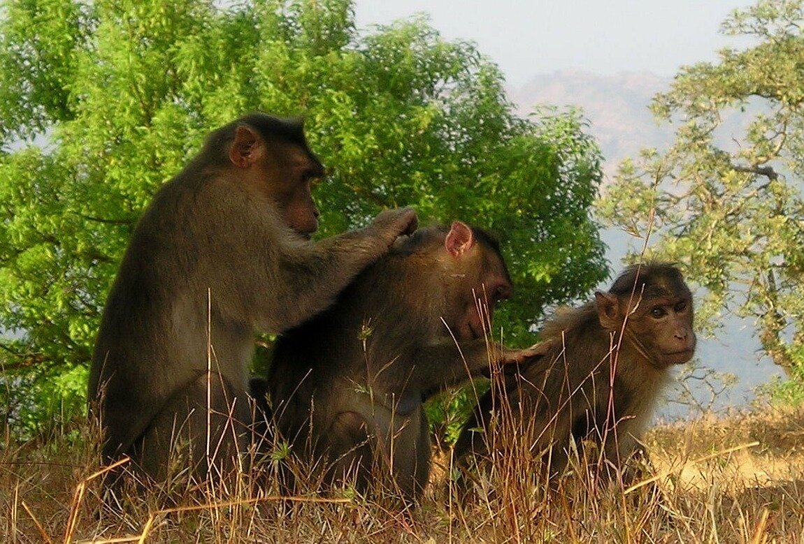 Источник картинки: pixabay.com