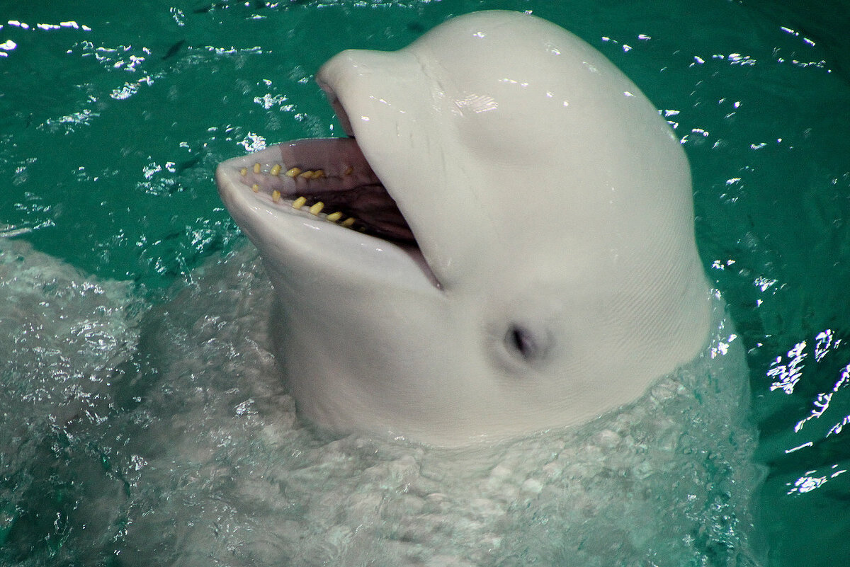 Источник фото: http://fotokto.ru